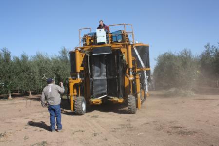 Ag-Right over-the-row harvester in olive orchard: End of row